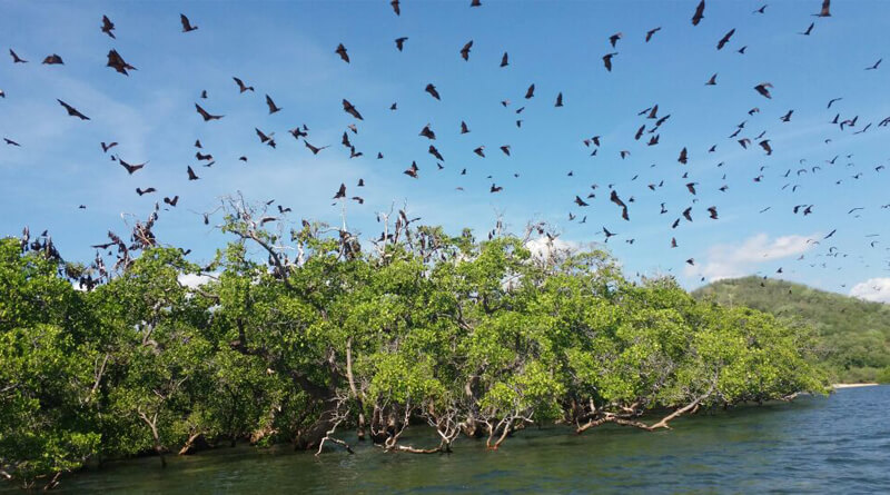 Tempat Wisata Pulau Kalong Paket Wisata Labuan Bajo 4 Hari 3 Malam: