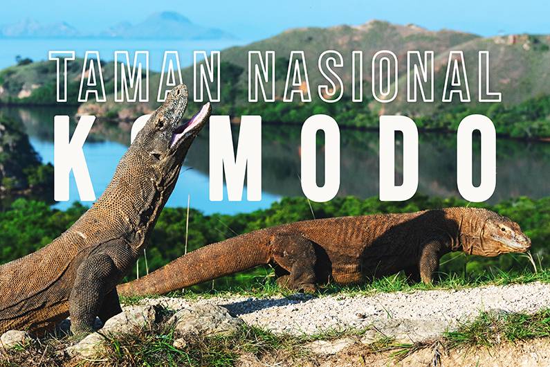 Tempat Wisata Pulau Komodo Paket Wisata Labuan Bajo 4 Hari 3 Malam: