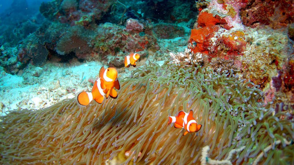 Tempat Wisata Tanjung Benoa Paket Tour Bali 5 Hari 4 Malam